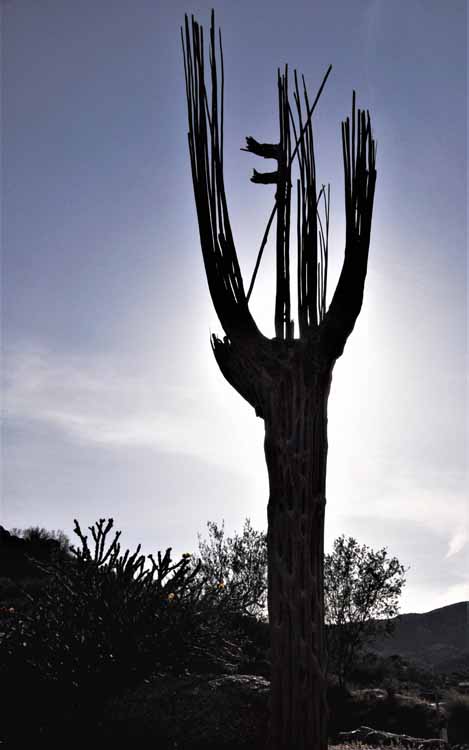 saguaro skeleton in silohuette